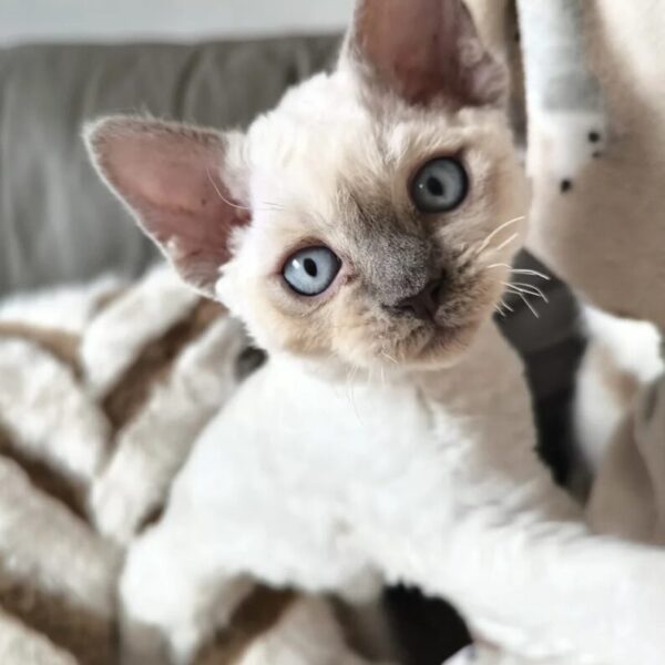 Garlic – The Devon Rex Girl Who Melts Hearts and Moistens Eyes